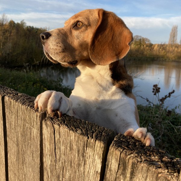 Beagle