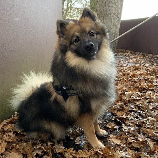 Middelgrote keeshond