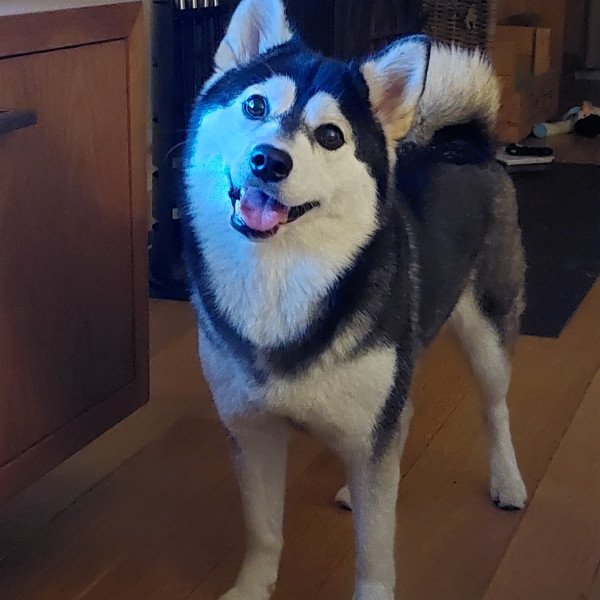Siberian Husky