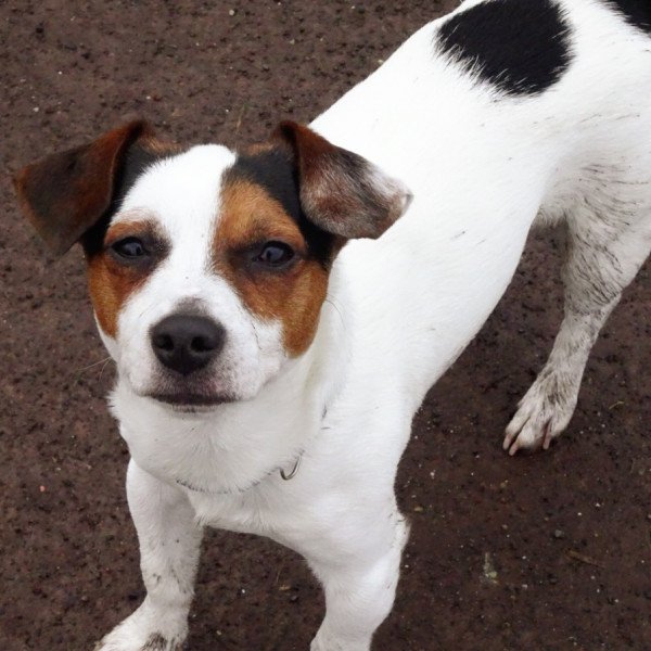 Jack russell terrier