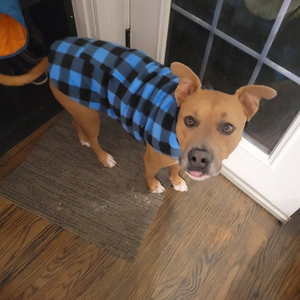 American Pit Bull Terrier