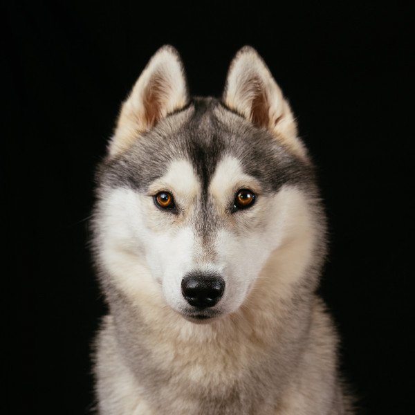 Siberian Husky