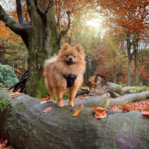 Kleine keeshond