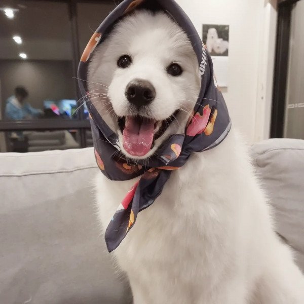 Samoyed