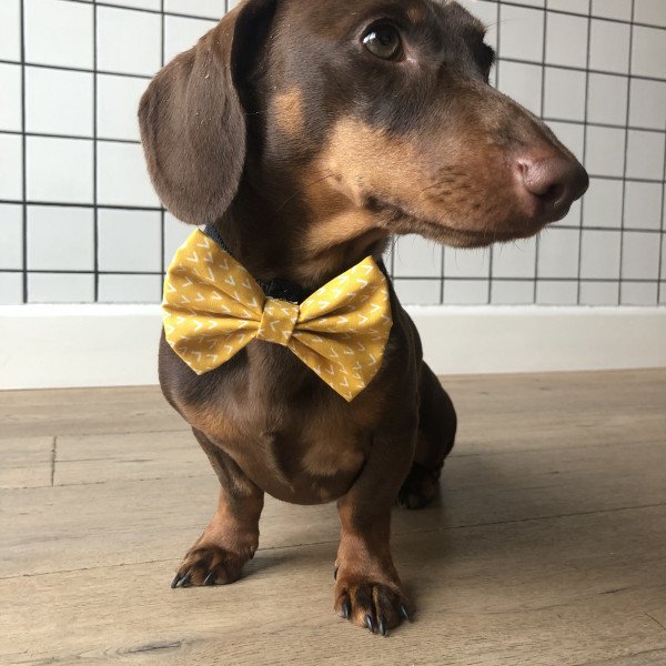 Mini dachshund wirehair