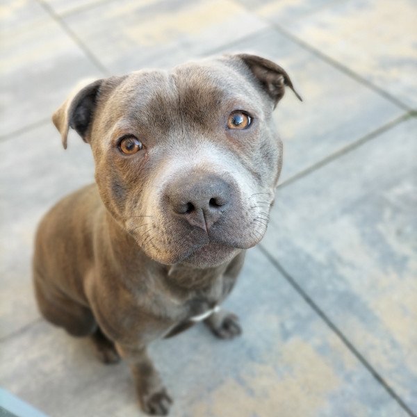 Staffordshire Bull Terrier