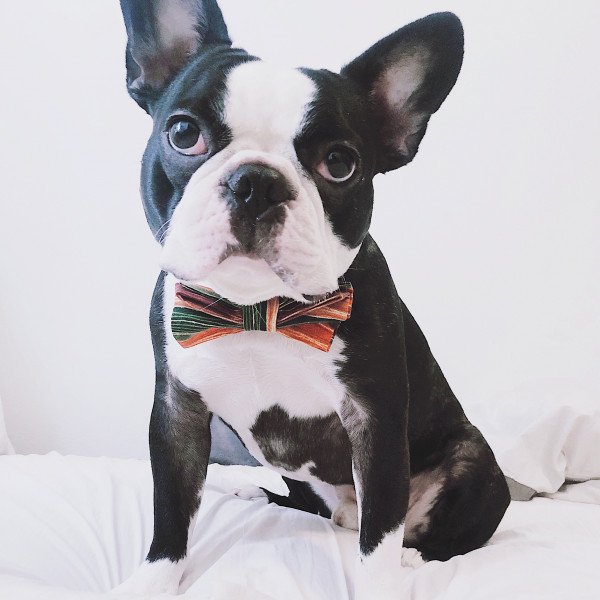 Boston Terrier