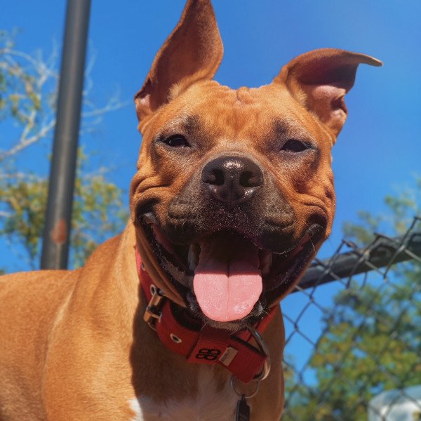 American Pit Bull Terrier