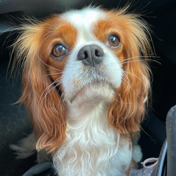 Cavalier King Charles Spaniel