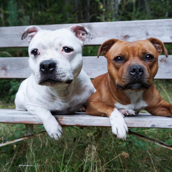 Staffordshire Bull Terrier