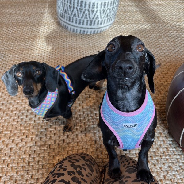 Mini dachshund wirehair