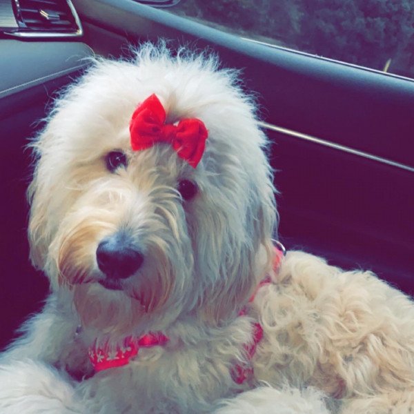 Goldendoodle