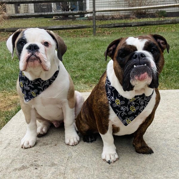 English Bulldog