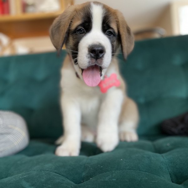 Saint Bernard