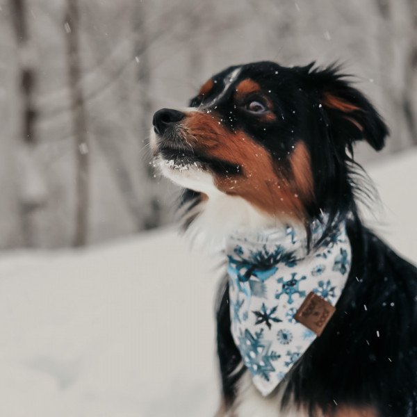 Miniature American Shepherd