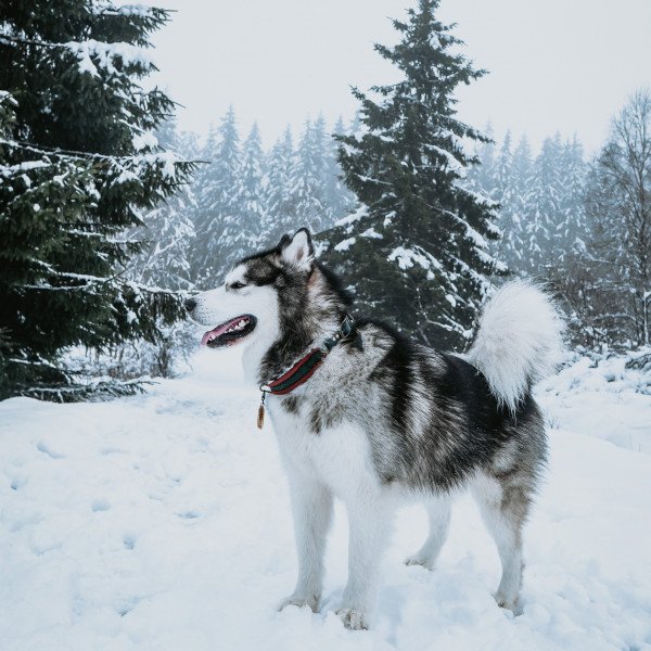 Alaskan Malamute