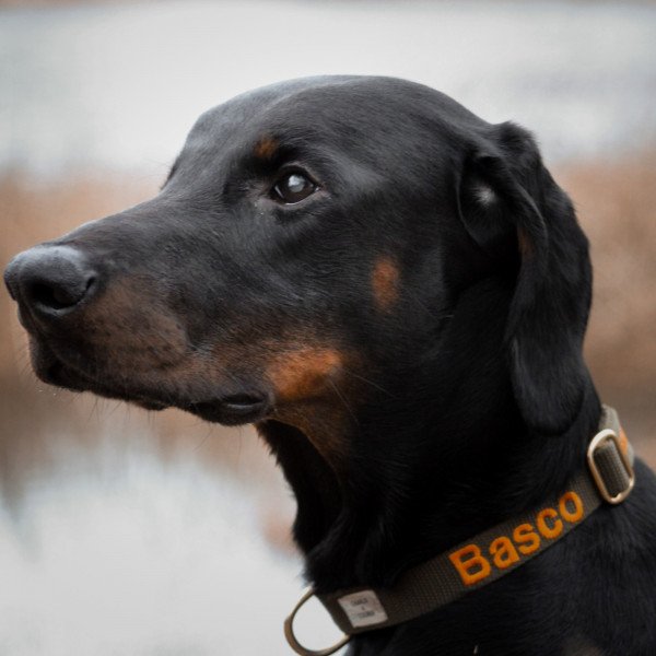 400 Doberman Pinscher dog name ideas