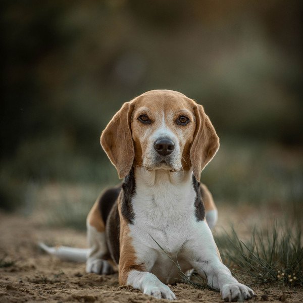 Beagle