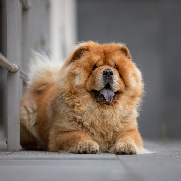 Chow chow