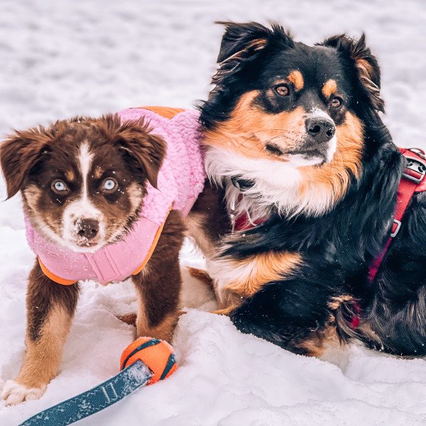 Miniature American Shepherd
