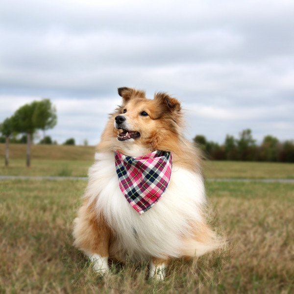 Shetland Sheepdog