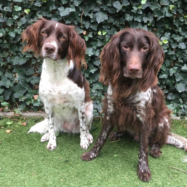 Small Münsterländer