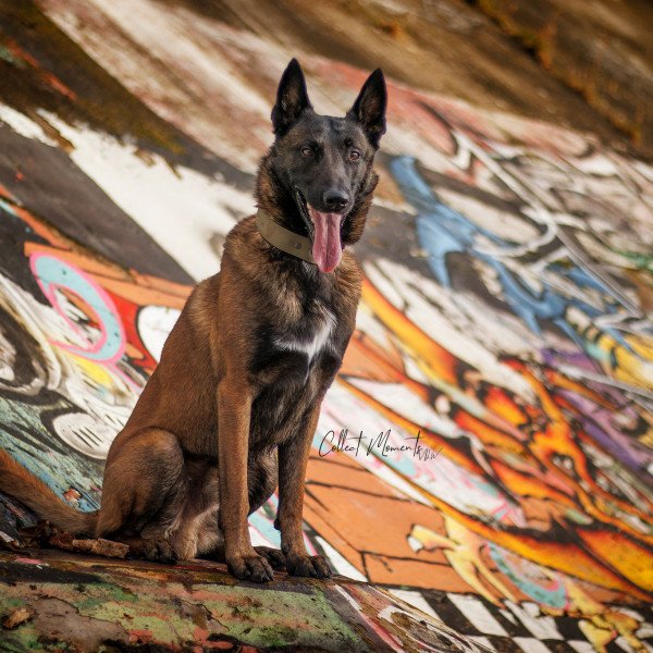 Belgian Malinois