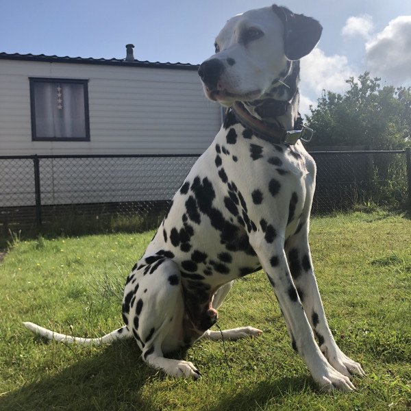 Dalmatian