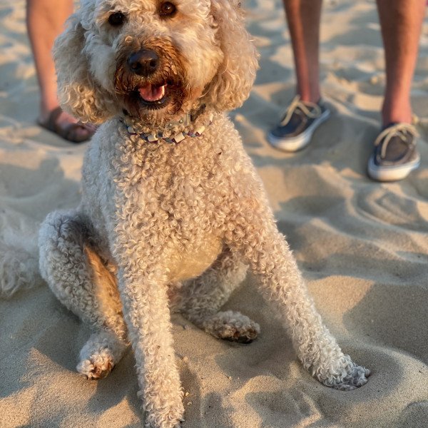 Goldendoodle