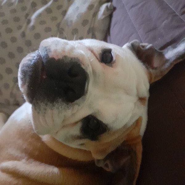 Old English Bulldog
