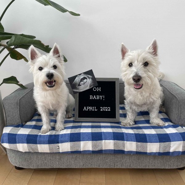 West Highland White Terrier