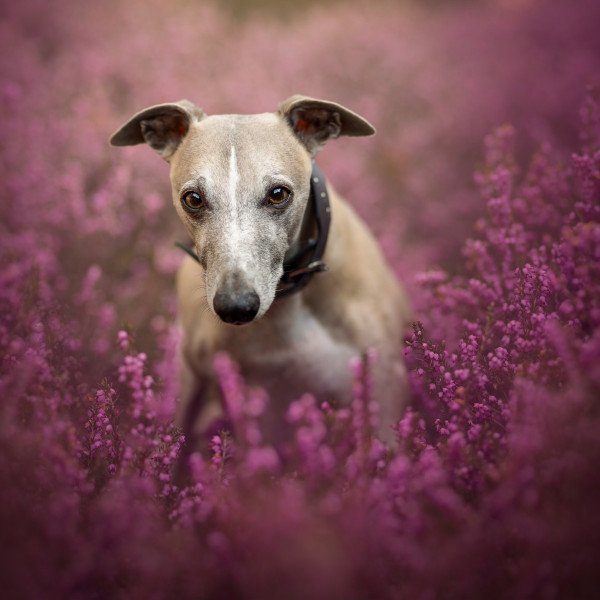 Whippet