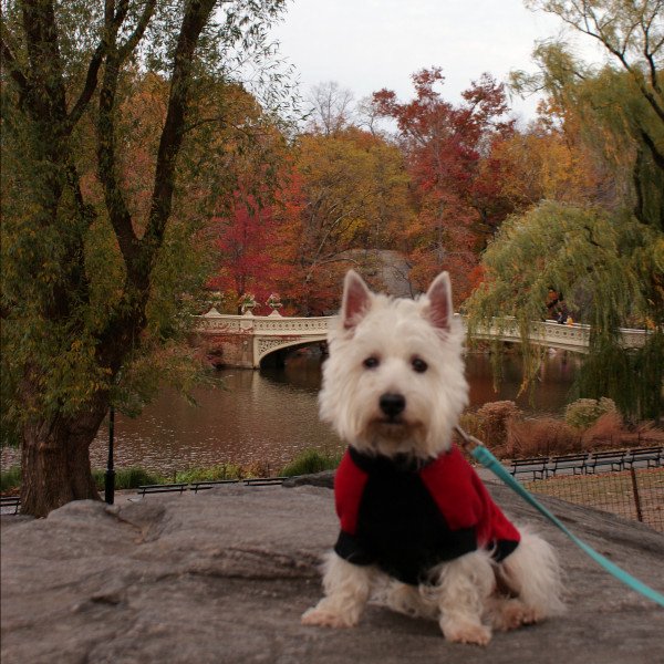 West Highland White Terrier