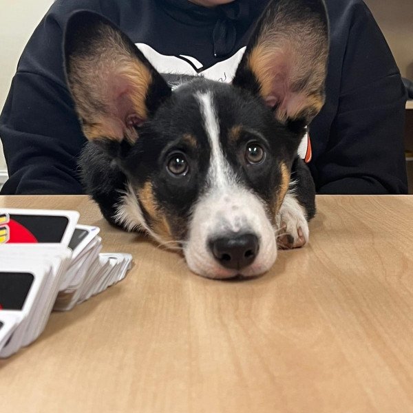 Cardigan Welsh Corgi