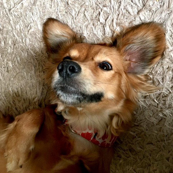 Cocker Spaniel (American)