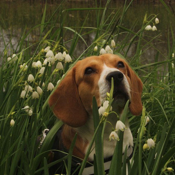 Beagle