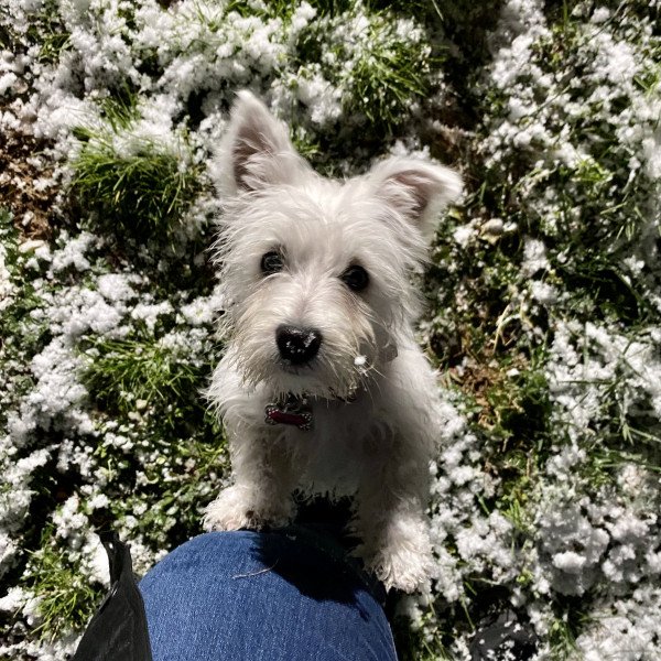 West Highland White Terrier