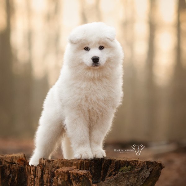 Samoyed