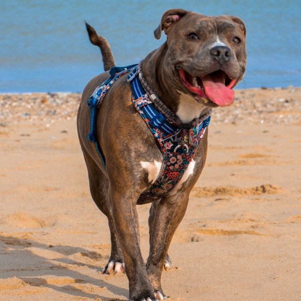 American Staffordshire Terrier