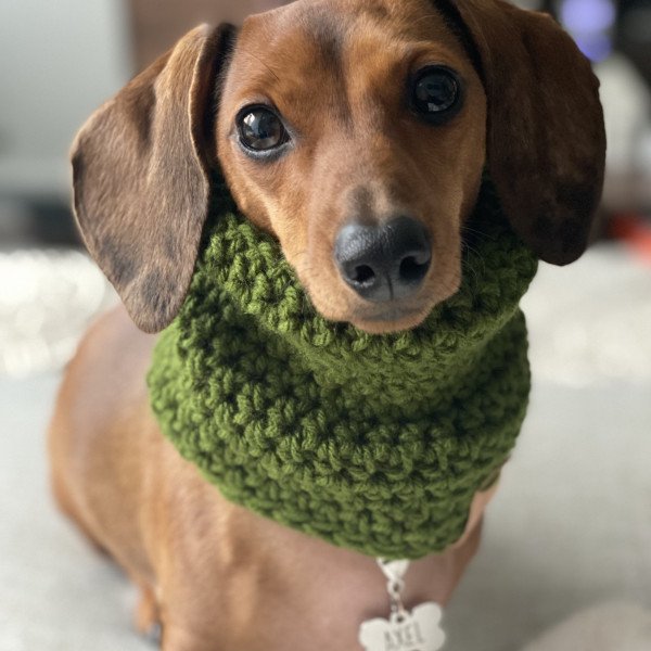 Mini dachshund wirehair
