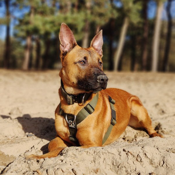 Belgian Malinois