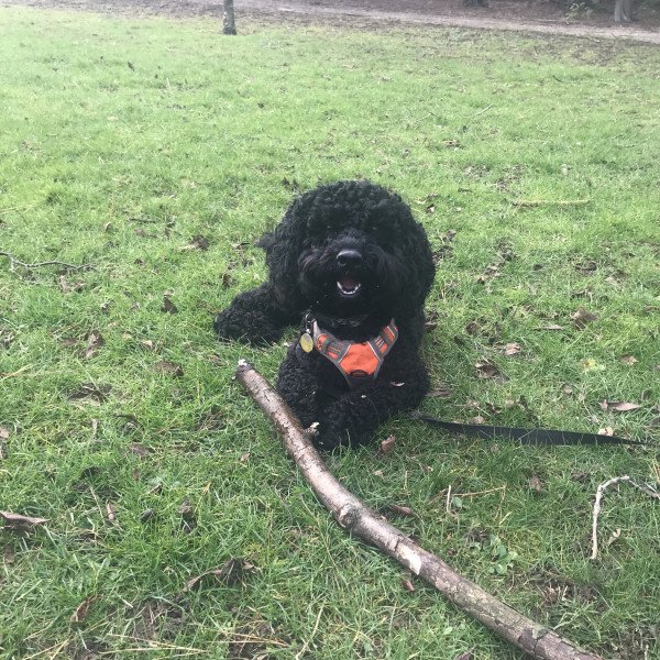 Cocker Spaniel (American)
