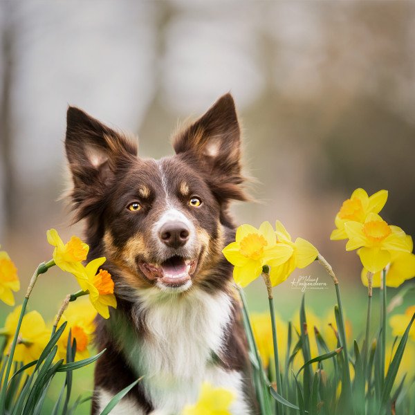 Border Collie