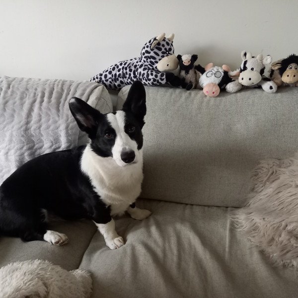 Cardigan Welsh Corgi