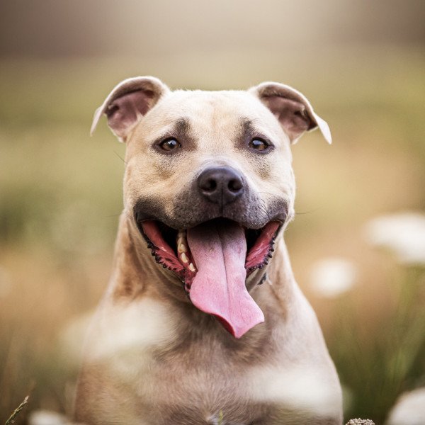 American Staffordshire Terrier