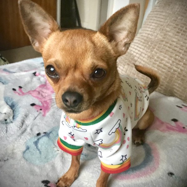 Chihuahua