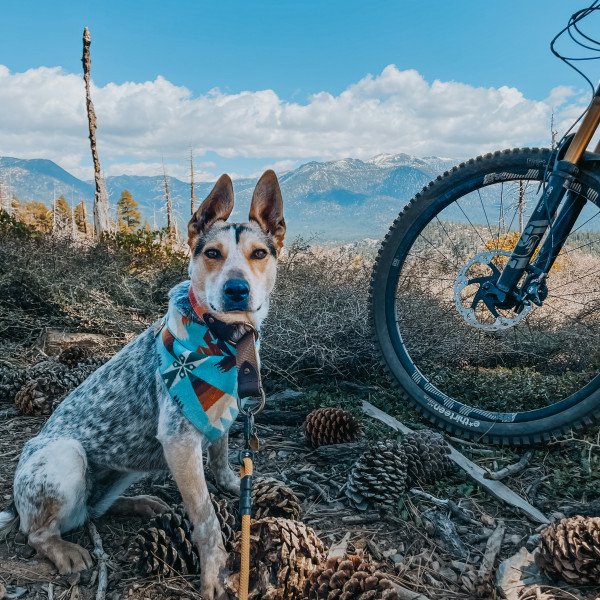 Australian Cattle Dog