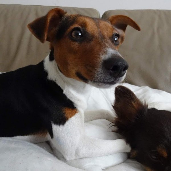 Jack russell terrier