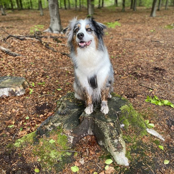 260+ Australian Shepherd Names for Your Amazing Adventure Buddy