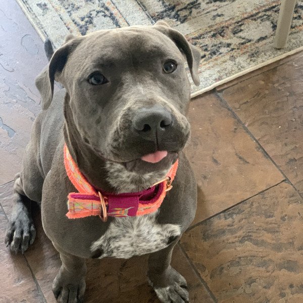 American Staffordshire Terrier